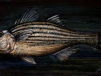 Rockfish